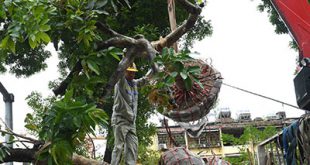 Dịch vụ di dời cây xanh