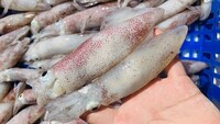 Mực trứng tươi