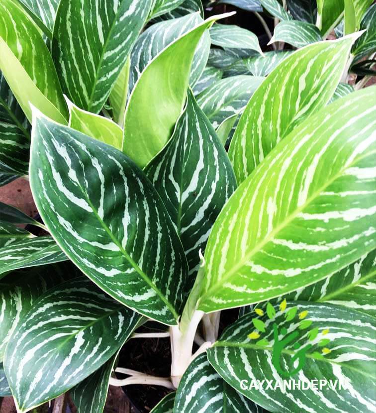 Cây bạch mã hoàng tử