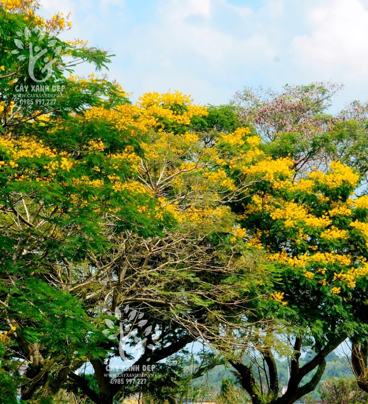 Cây lim xẹt (Cây phượng vàng)