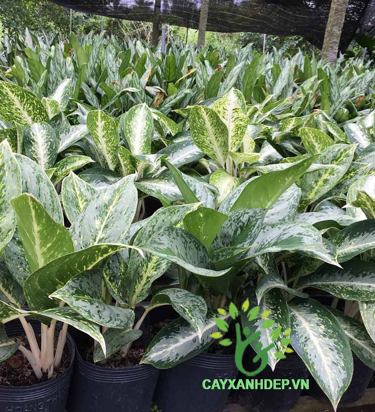 Cây thiền trượng