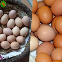 Trứng gà 17 ký cỡ 46-49Gram