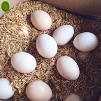 Trứng gà ác lạt cây 14kg