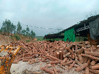 Gỗ thông xẻ chưa sấy