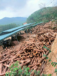 Gỗ thông xẻ chưa sấy