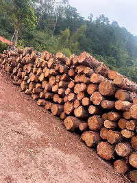 Gỗ thông xẻ chưa sấy