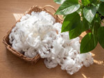 Xơ sợi LMF