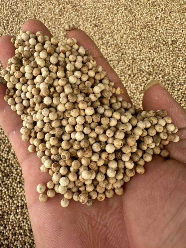 Hạt tiêu các loại