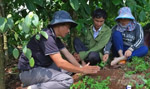 Tư vấn sản xuất cà phê hữu cơ miễn phí