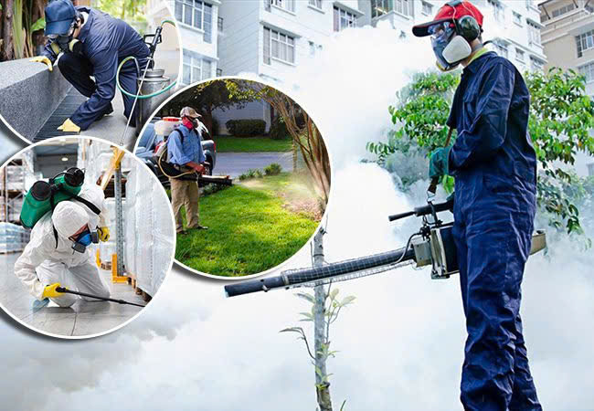 Dịch vụ diệt côn trùng
