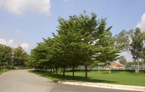 Cây bàng Đài Loan
