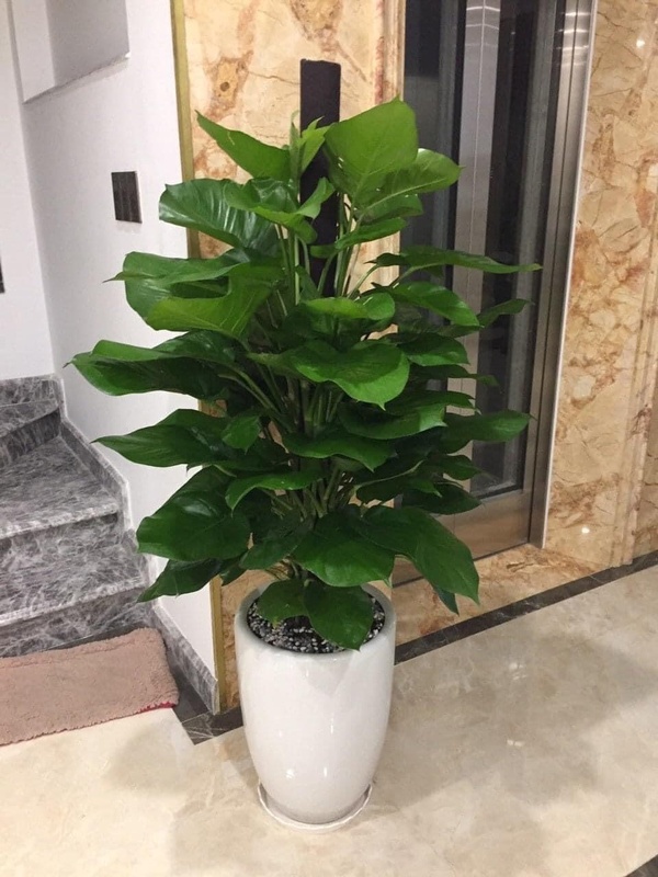 Cây trầu bà cột