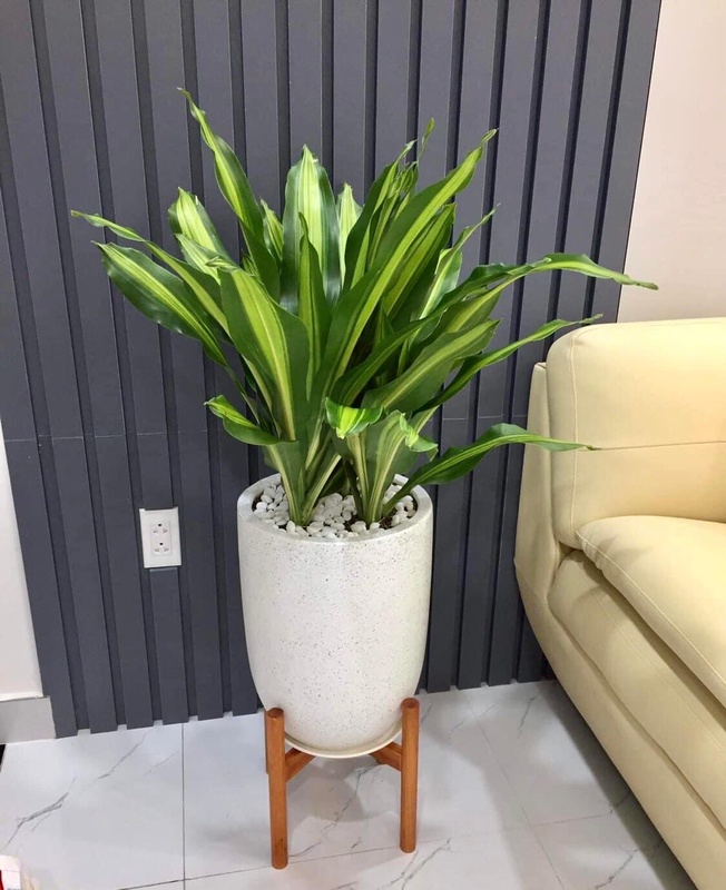 Chậu cây phát tài