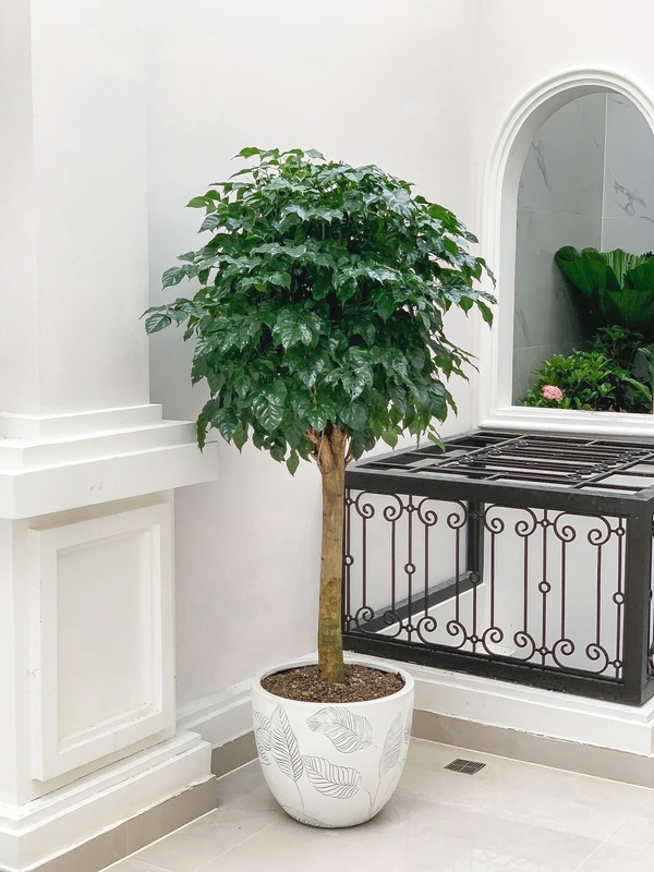 Chậu cây hạnh phúc 1 thân