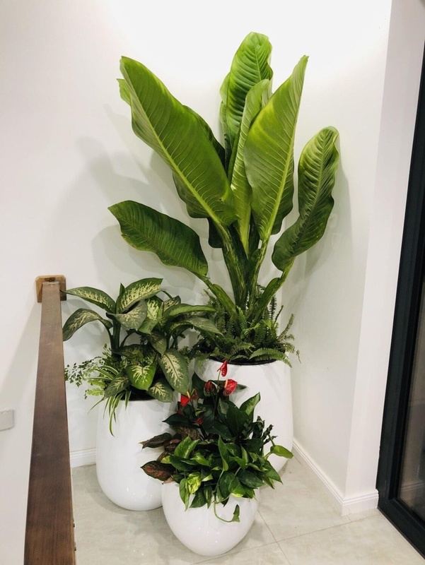 Chậu cây đại phú gia