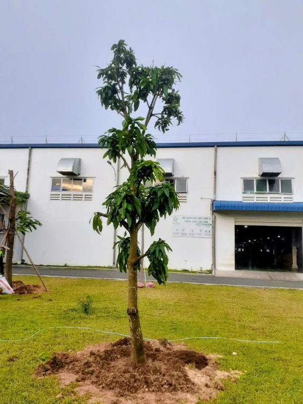 Trồng cây ăn quả