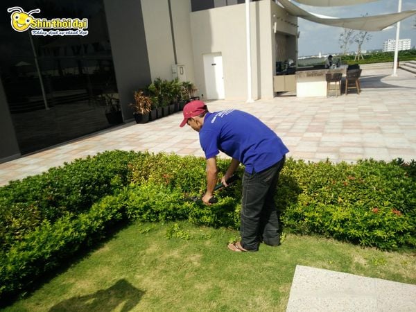 Dịch vụ chăm sóc cây cảnh