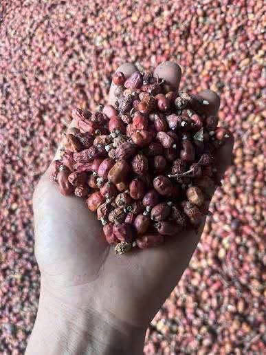 Hạt riềng nếp khô